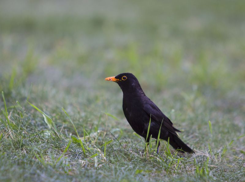 Черный дрозд фото превью