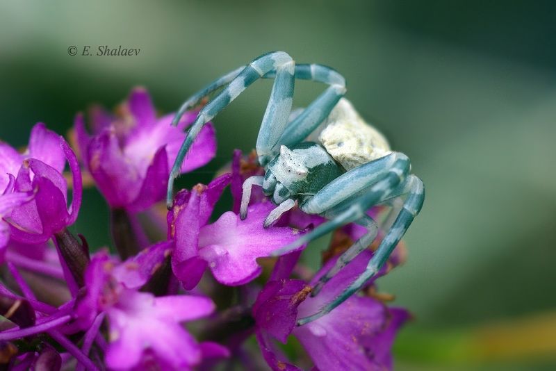 паук ,макро,томизус наполненный , thomisus onustus Томизус наполненный - Thomisus onustus фото превью