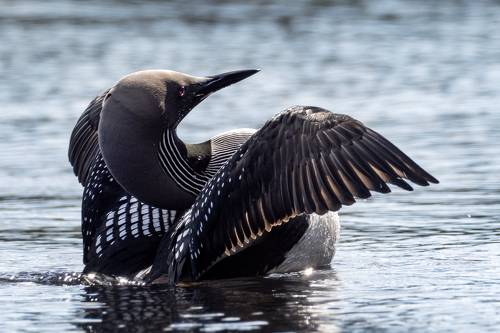 Bird photography