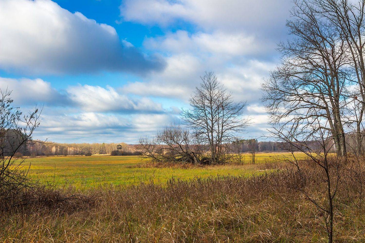 ноябрь, осень, природа, лес, Руслан Востриков