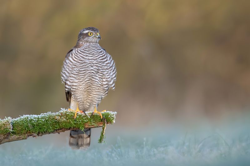 Postrach drobnicy фото превью