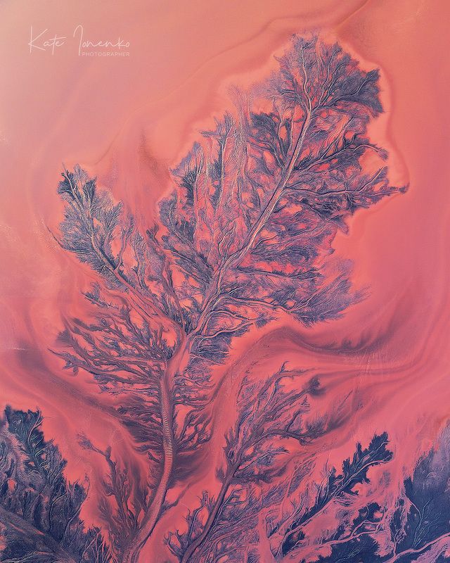 Дивные растения... фото превью