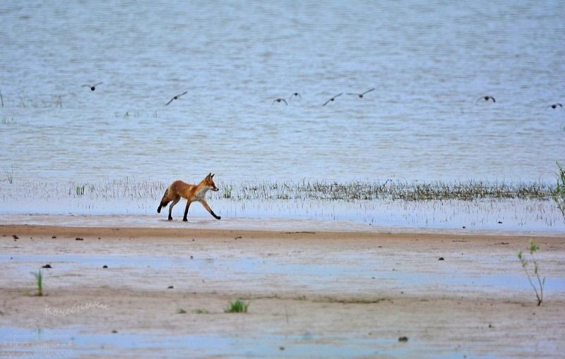 fox, wild nature, wildlife,лиса, дикие животные Young fox on the beach фото превью