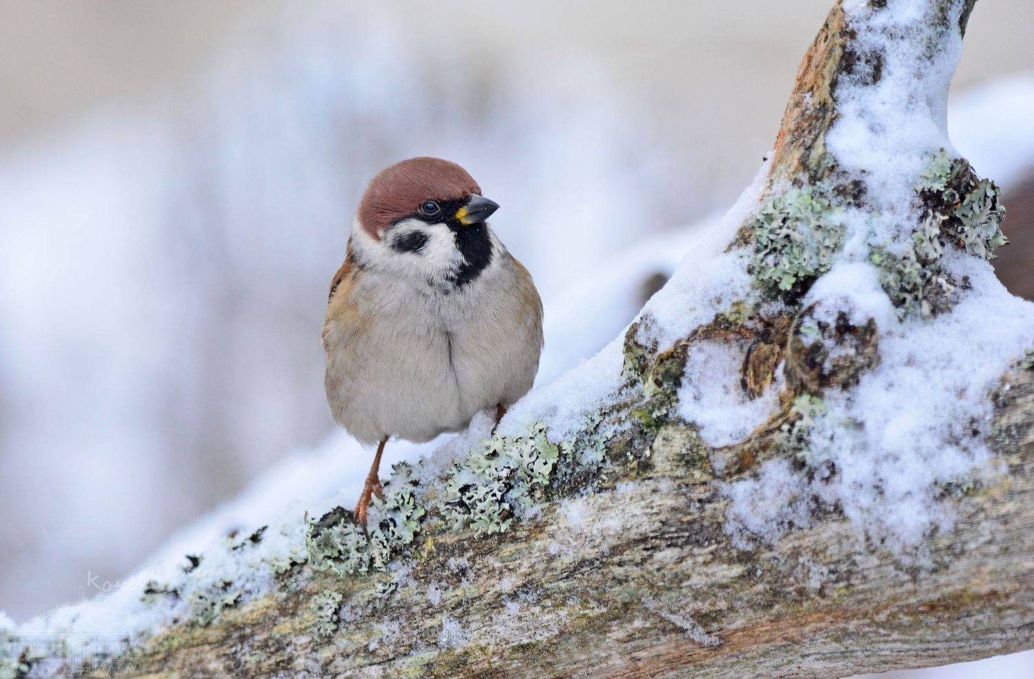 , Юлия Абрамова