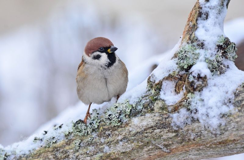 Любопытный воробей фото превью