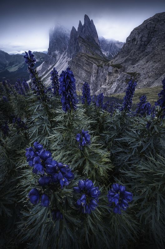 twilight, blue, peek, flower, landscape Twilight фото превью