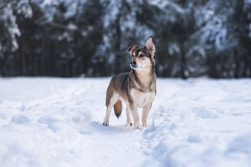 собака, животное Уокер фото превью