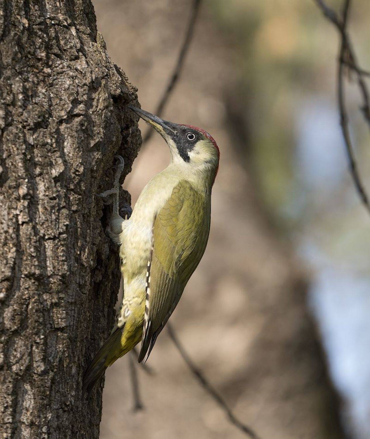 , Александр Смолкин