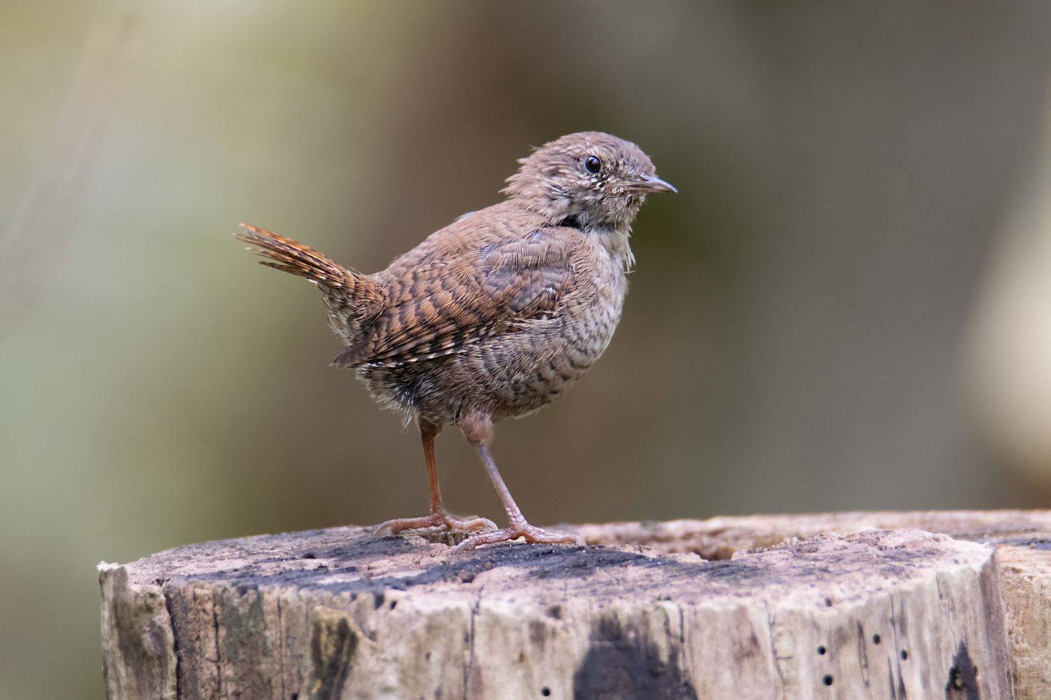 , Денис Ветренко