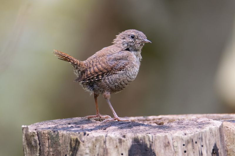 Мистер крапивник фото превью
