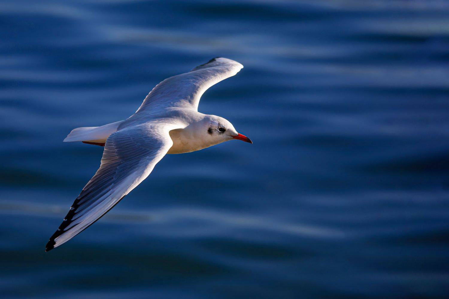 bird, fly, seagull, animal, lake, water, blue, Michael Mettier