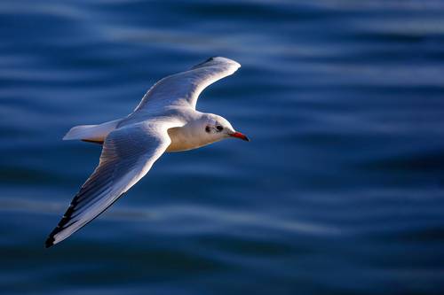 Seagull