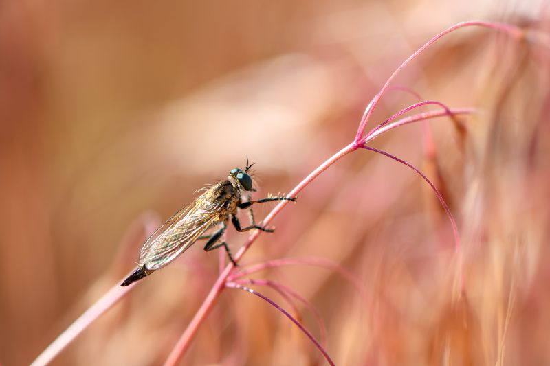 Sunbathes фото превью
