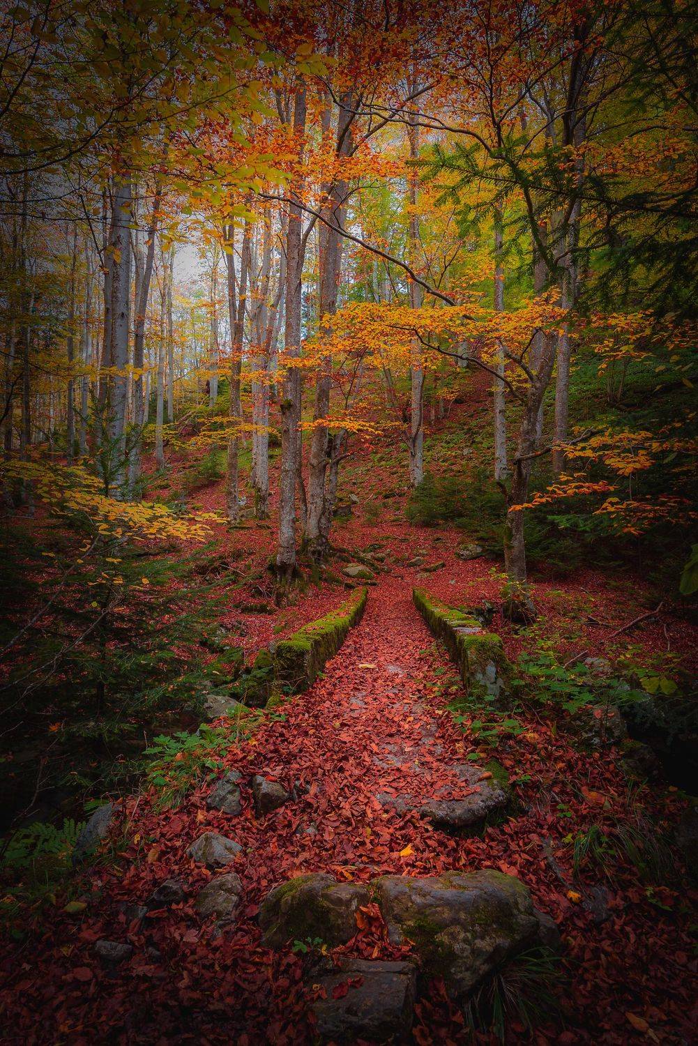 forest, autumn, bulgaria, colors, fairy tale, magic, mountain, nature, landscape, Atanasova - Lucero Mariyana