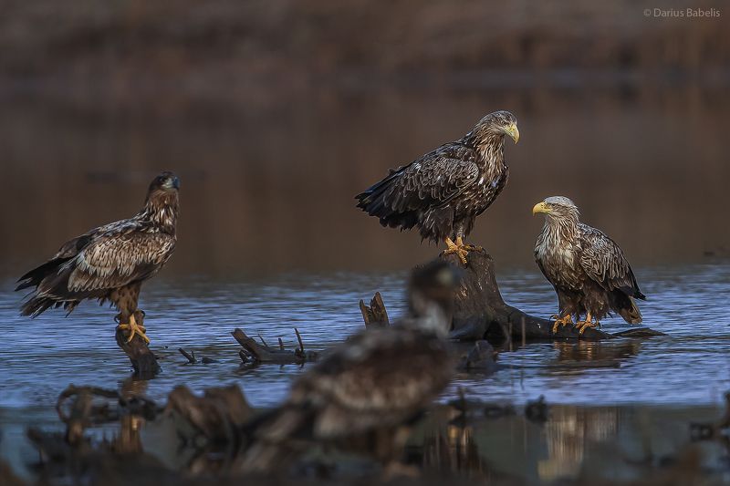 Орлан-белохвост фото превью