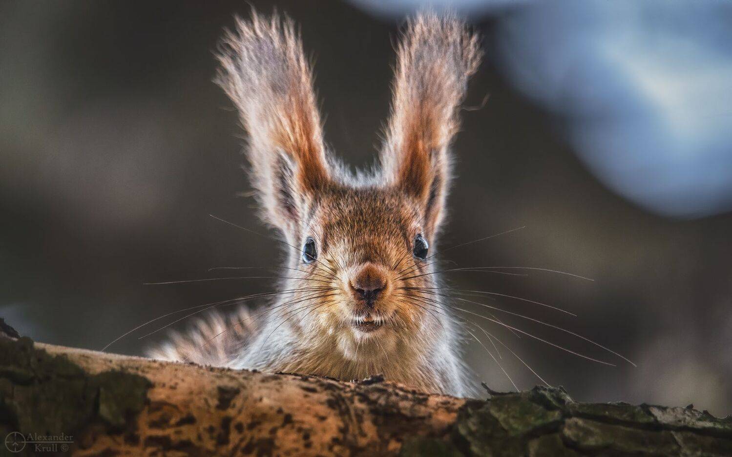 , Александр Круль