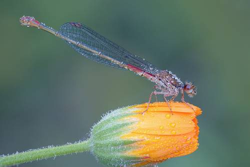 Pyrrhosoma nymphula