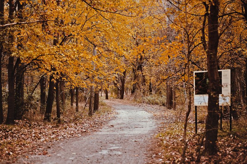 november, autumn, landscape, park, forest, walk, yellow, photography, love, outdoor, nature, road, trees, georgia Sweet November фото превью