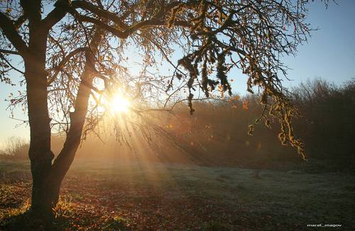 Утро в саду..