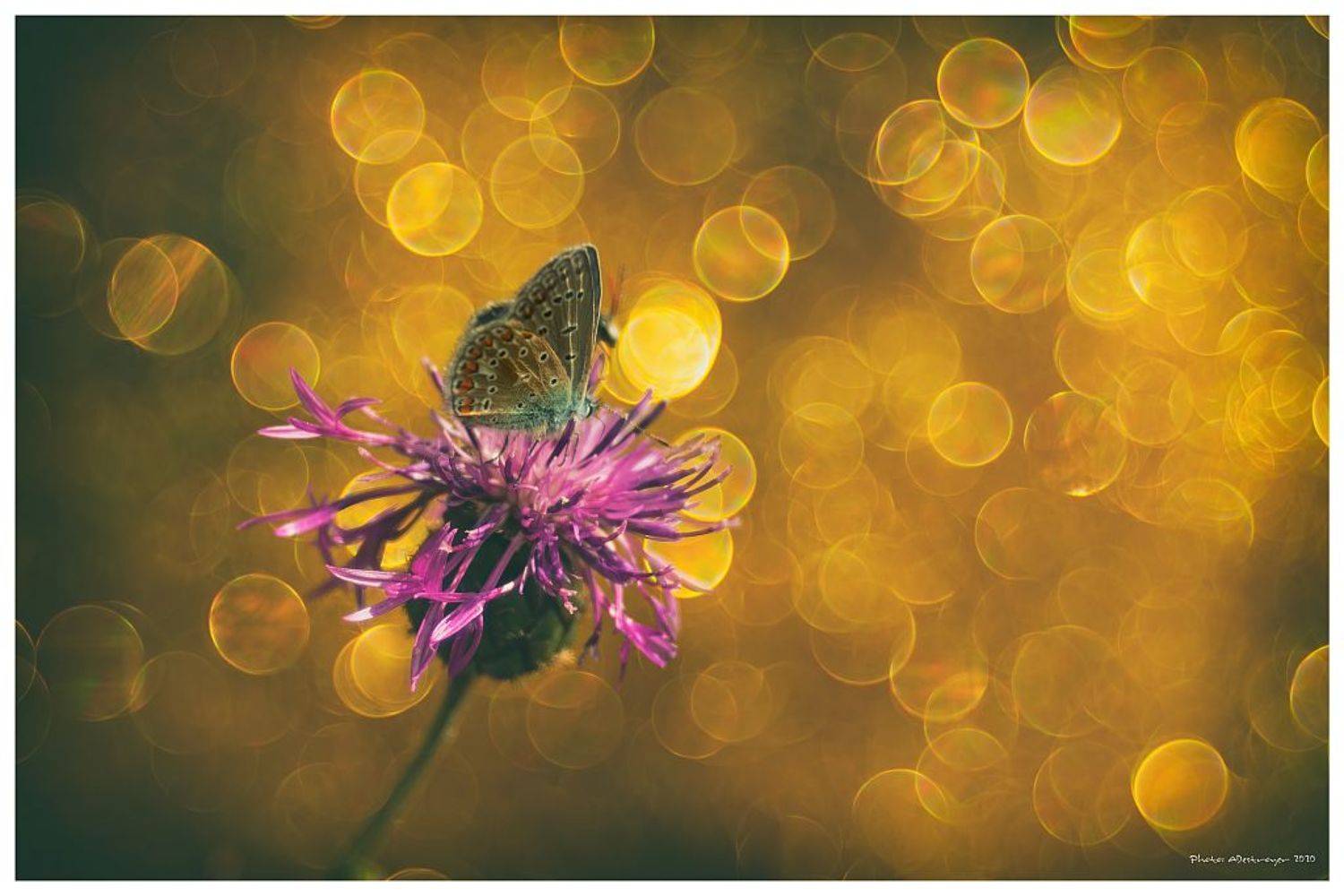 macro. nature, butterfly, close up, Ryszard Lal