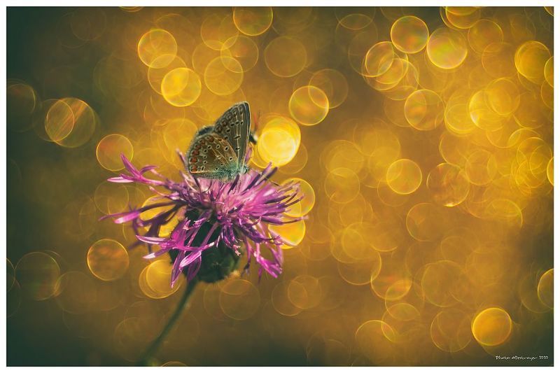 macro. nature, butterfly, close up Angel Of The Morning фото превью