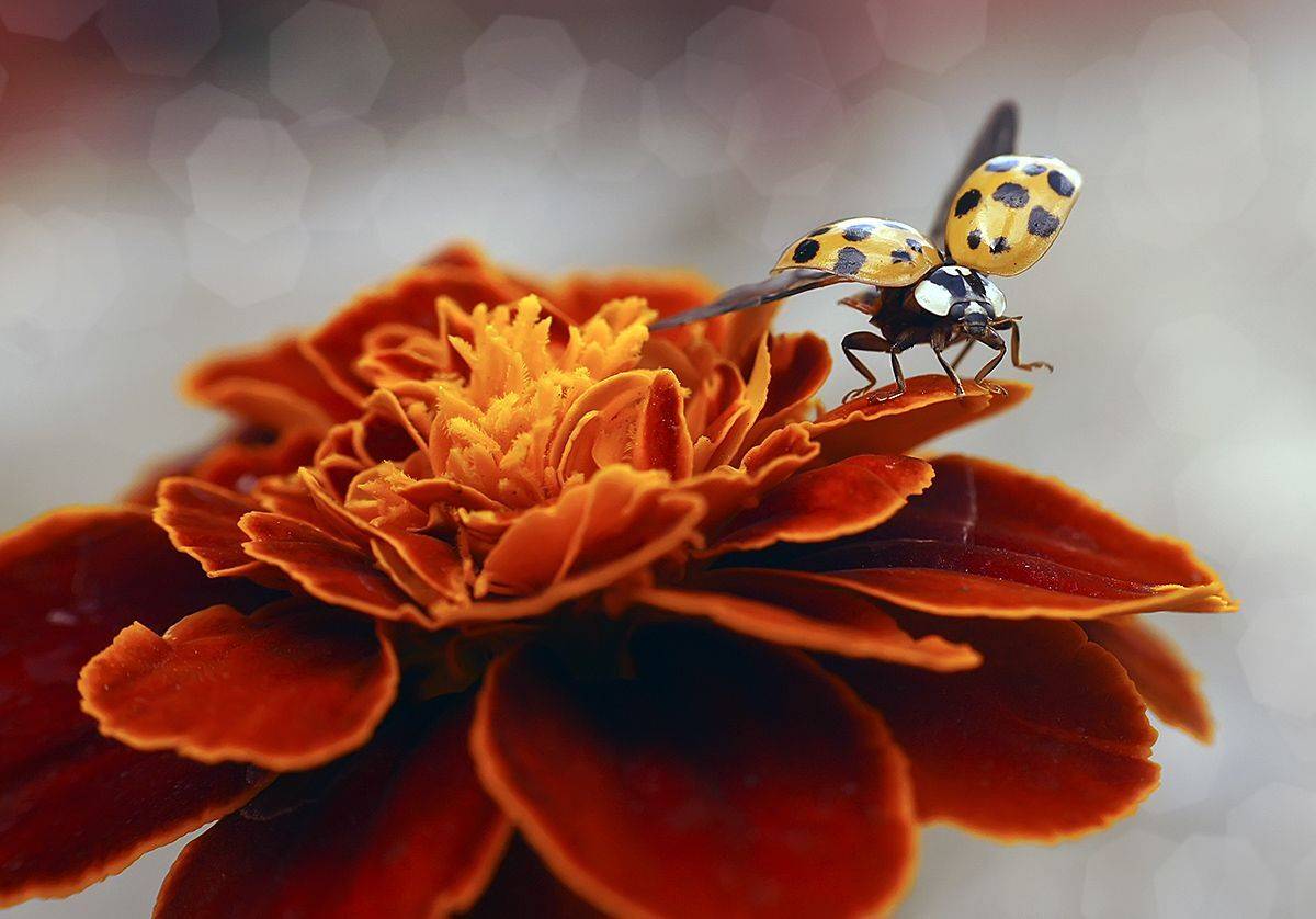 божья коровка,макро,, Гарик Соколов