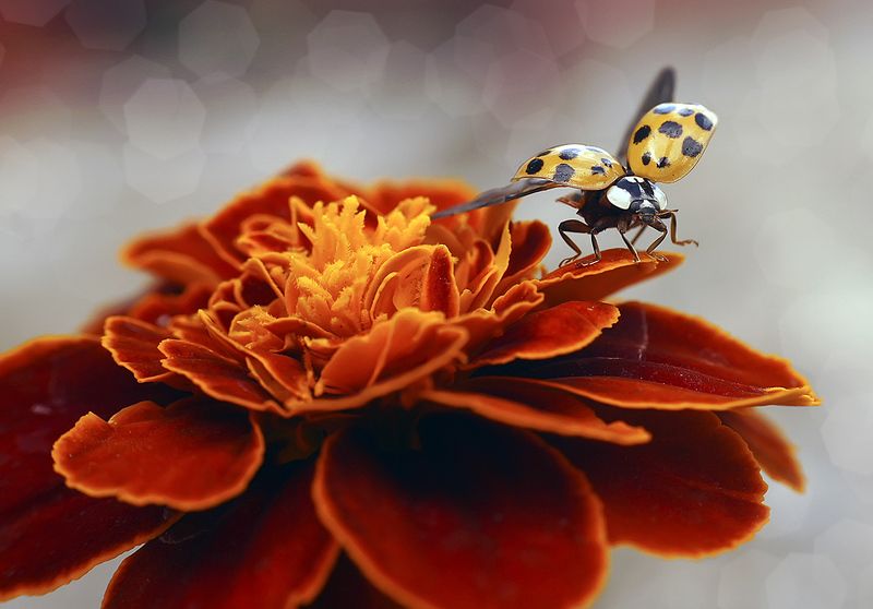 божья коровка,макро, Улечу на небо фото превью