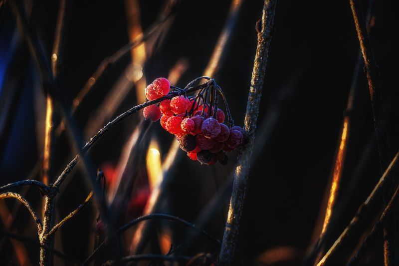 калина, заморозки, утро Первые заморозки фото превью