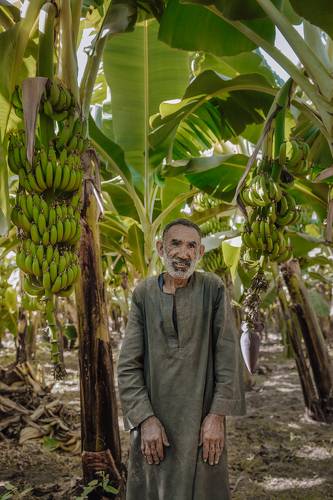 Египтянин в пальмовых рощах