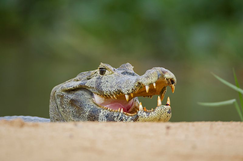Say cheese ! фото превью