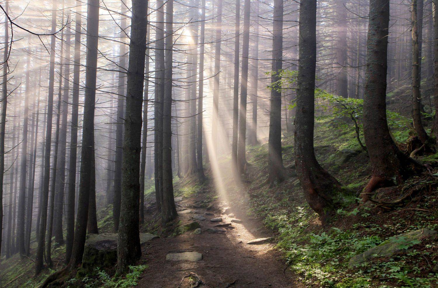 , Милокост Алексей