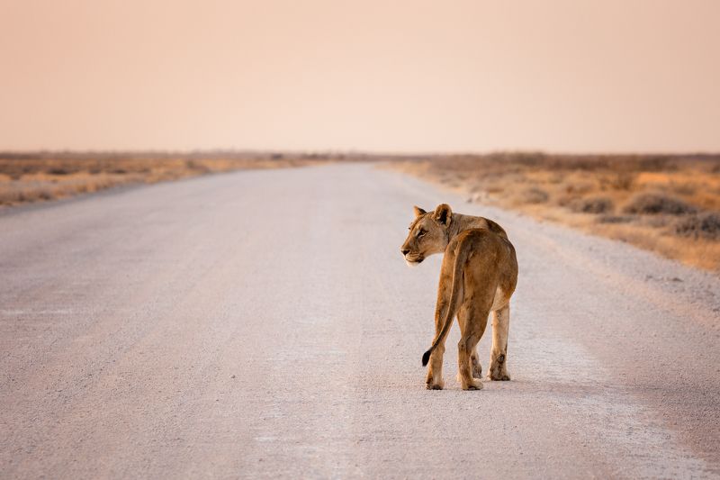 #Намибия #Этоша #львица #дорога #закат #национальный парк #etosha #namibia #africa # lioness #sunset Львица фото превью