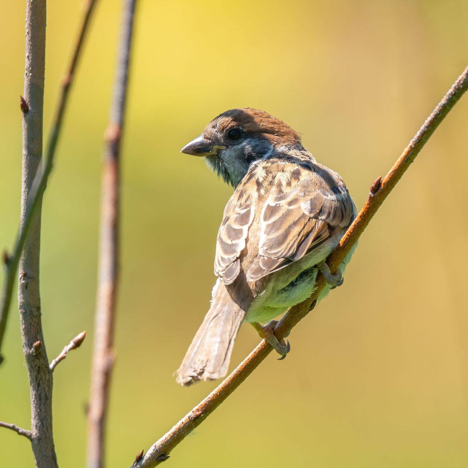 , Константин Дэм