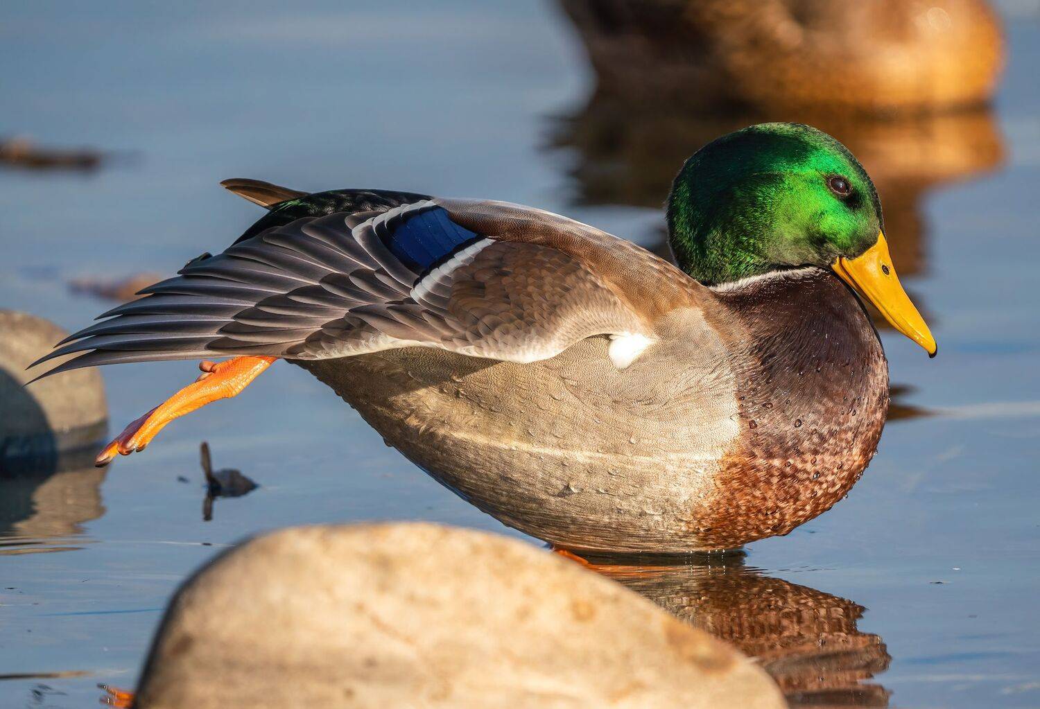 , Константин Дэм