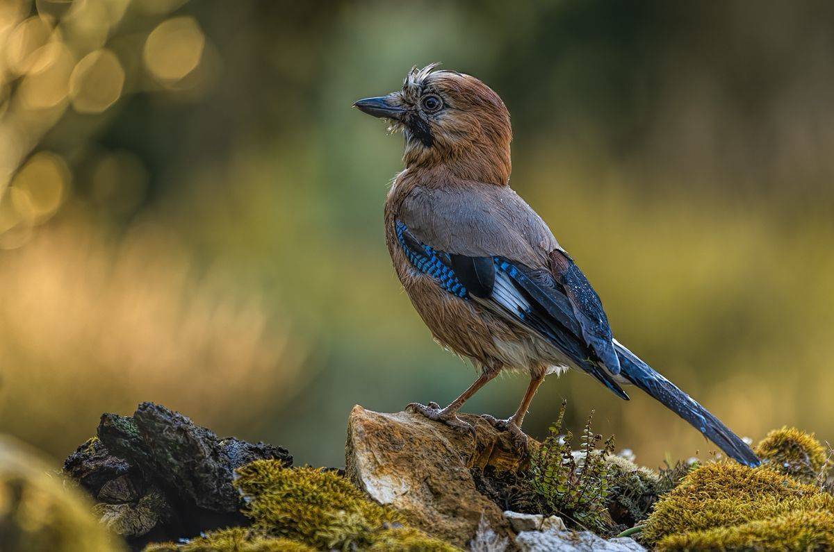 , Sławek Przybylski