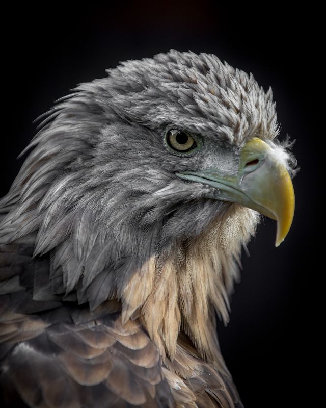 Портрет орла на закате фото превью