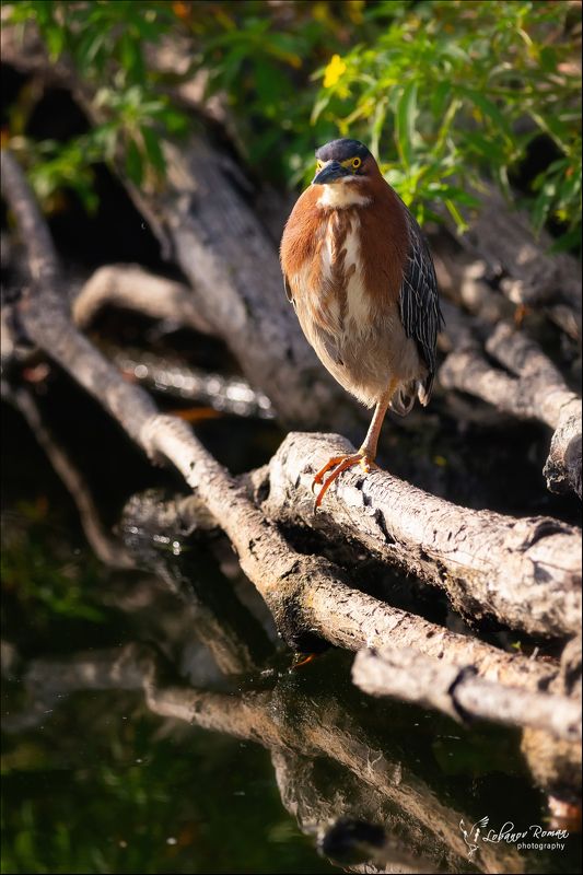 * * * фото превью