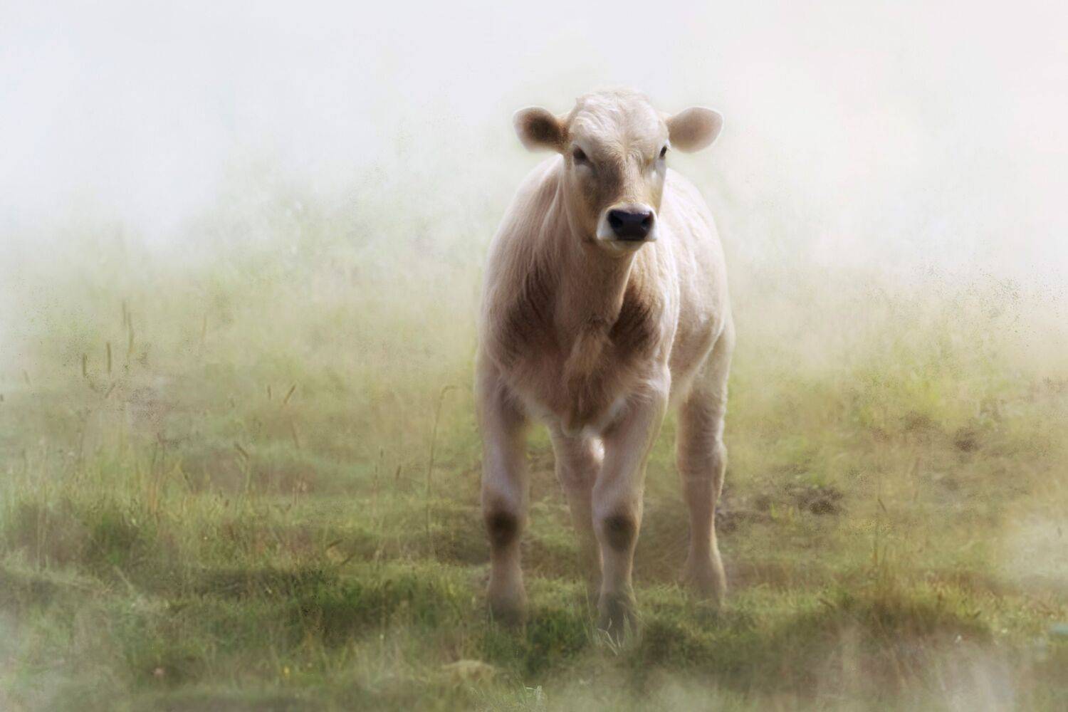 summer landscapes, animals, cows, nature, pastures, rural pastoral, idyll,, DZINTRA REGINA JANSONE