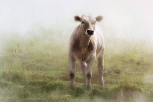 landscape with cows grazing