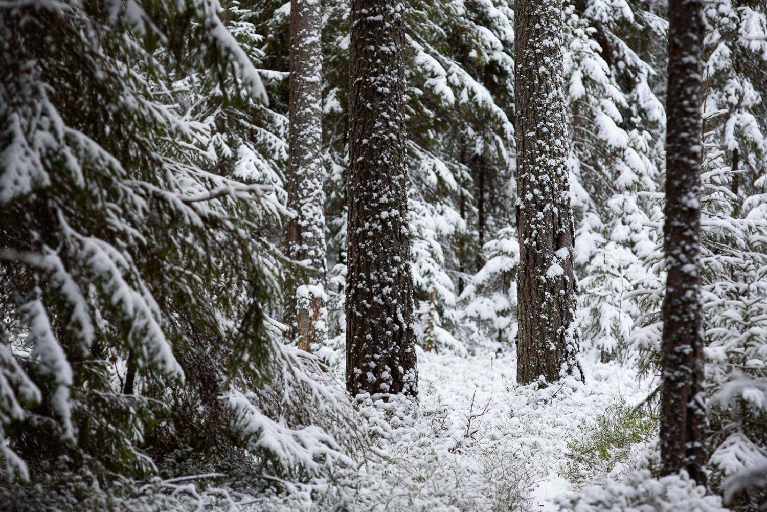 , Григорий Пиль