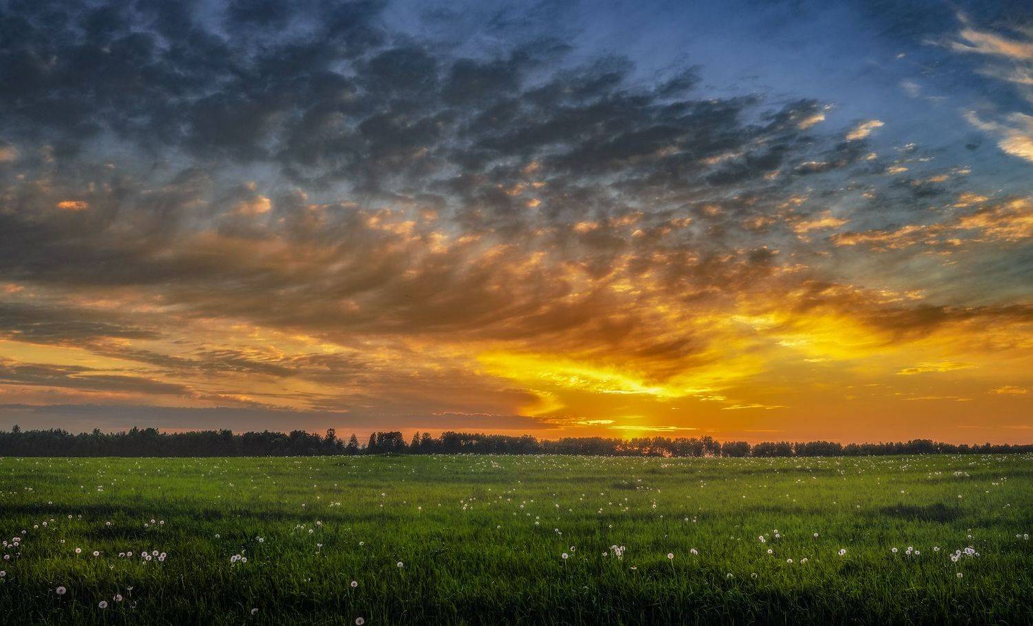 царское село пушкин вечер закат лето одуванчики поле солнце, Константин Скороходов