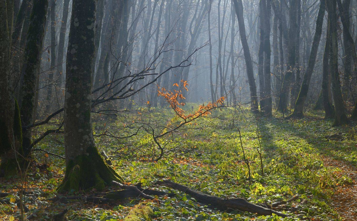 осень листва утро лес туман, Александр Жарников