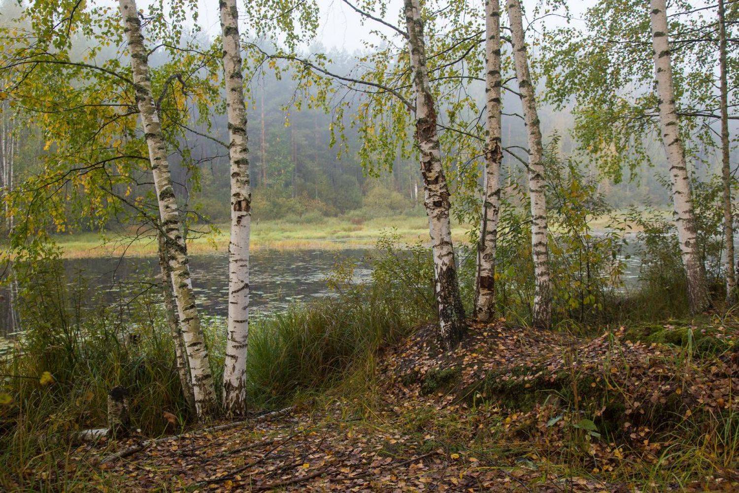 осень сентябрь вода березки, Дмитрий Алексеев