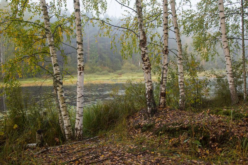 осень сентябрь вода березки Признаки осени. Суходол. фото превью