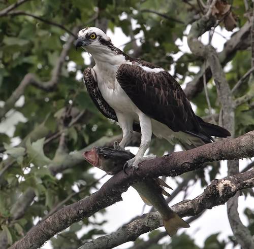 Osprey with Prey -Скопа с добычей
