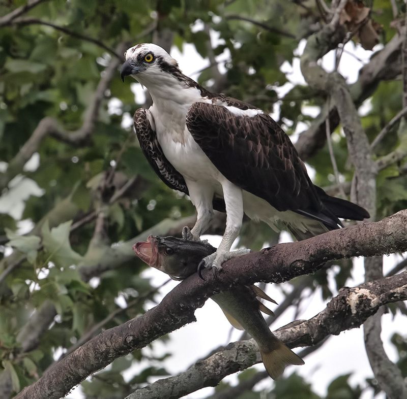 скопа, osprey, florida, флорида, хищные птицы, raptor Osprey with Prey -Скопа с добычей фото превью