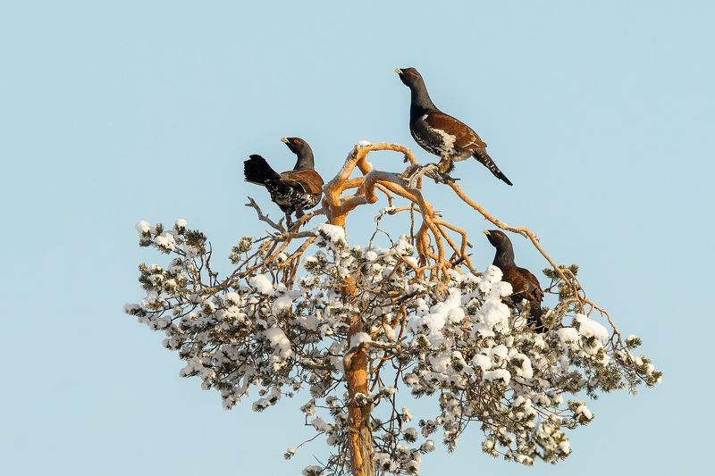 Три богатыря) фото превью