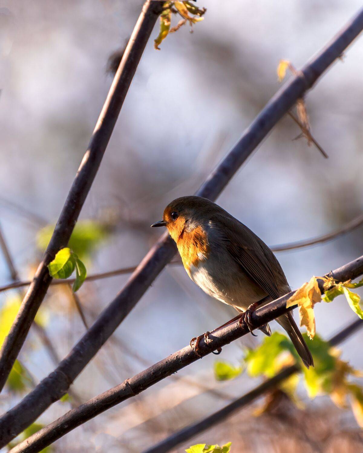 зарянка, Алексей Рыльский