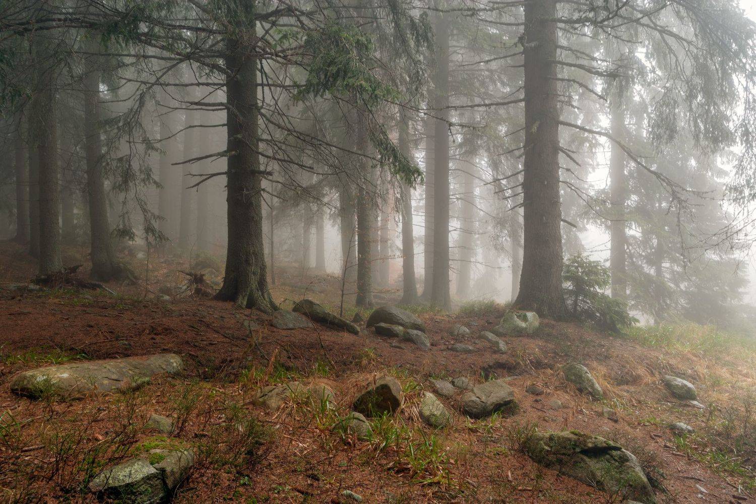 , Александър Сандев