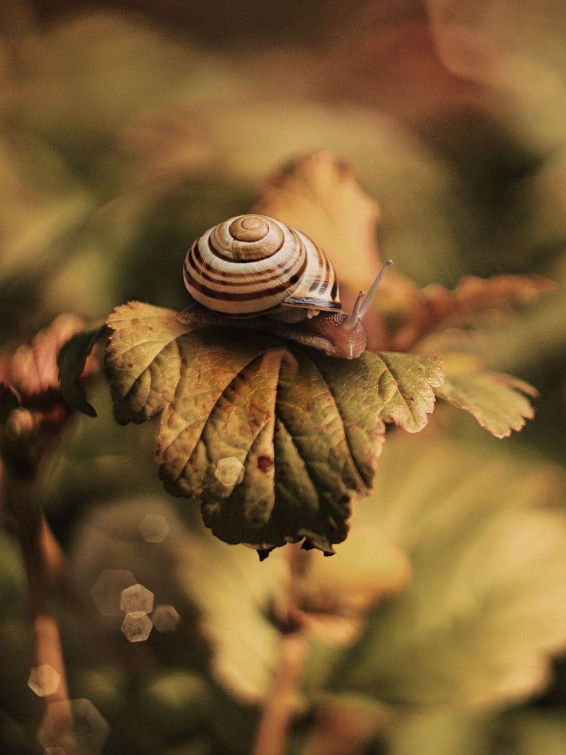 макро,улитка,природа, Olga Smirnova